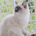 507 Fill Ragdoll male kitten