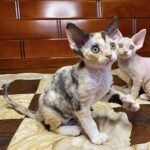 Prada female kitten Devon Rex
