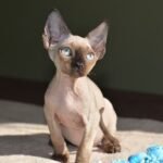 Tommy male kitten Devon Rex