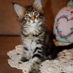 299 Concordia Maine Coon female kitten