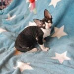 Nefertity female kitten Devon Rex