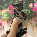 143 Cosmos purebred Bengal male kitten