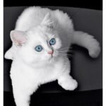 425 Teddy Rey British shorthair male kitten