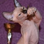 Paskal male Sphinx kitten