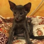 443 Akron Oriental male kitten