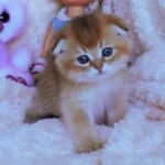 Willena Scottish fold shorthair female kitten