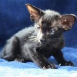 Fantik Oriental male kitten