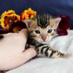 44 Archie purebred Bengal male kitten