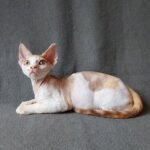 284 Queen of Love female kitten Devon Rex