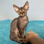 224 Geovanny male kitten Devon Rex