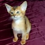 68 Ariana purebred Abyssinian female kitten