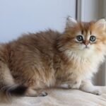 Perry British longhair male kitten