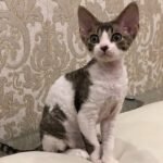 422 Harry male kitten Devon Rex