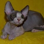 189 Kraisler male Sphinx kitten
