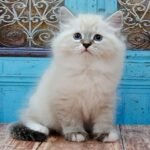 705 Wind Siberian male kitten