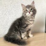 90 Lul Siberian male kitten