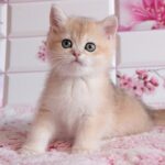 170 Vanilla British shorthair female kitten