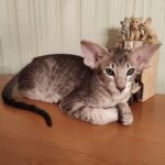 184 Barney Oriental male kitten