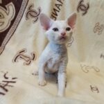 Ippolit male kitten Devon Rex