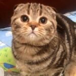 313 Narina Scottish fold shorthair female kitten