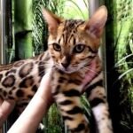 171 Ross Salvador purebred Bengal male kitten