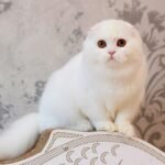 478 Fay Scottish fold longhair female kitten