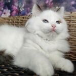 88 Barbie Ragdoll female kitten