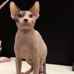 167 Mister Bin male Sphinx kitten
