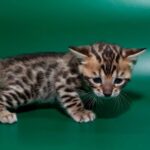 58 Kiara purebred Bengal female kitten