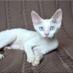 Yukiko white color female kitten Devon Rex with blue eyes