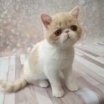 German Exotic shorthair male kitten