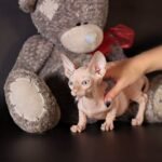 Vekko Pride Bambino male kitten with blue eyes