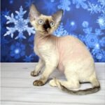 Yoshiko Devon Rex female kitten in a blue point color