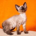 Fozzi male kitten Devon Rex