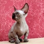 Oxy female Bambino kitten