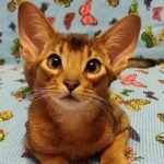 Icarys purebred Abyssinian male kitten