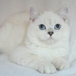 Johnnie British shorthair male kitten