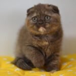 Chloe chocolate color purebred Scottish fold shorthair kitten