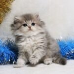 Destiny purebred British longhair male kitten