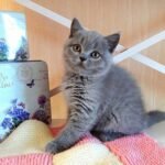Zlata British shorthair female kitten