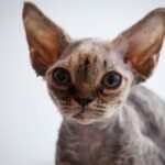 Star Lola tortie color female kitten Devon Rex