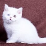 Valentina purebred British shorthair female kitten