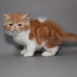 Larson red marble on white color Exotic shorthair male kitten