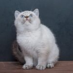 Xury purebred British shorthair female kitten
