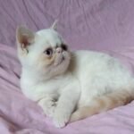 Ryder red point Exotic shorthair female kitten