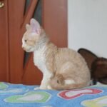 Jonny Devon Rex male kitten in a creamy with white color