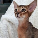 Franky purebred Abyssinian male kitten