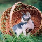 Dilan purebred Devon Rex kitten with green eyes