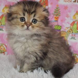 Endi Scottish fold longhair male kitten