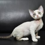 Siberika female kitten Devon Rex with blue eyes